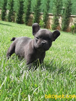 Satilik Frenc Buldog Blue Marley Yavrulari 2