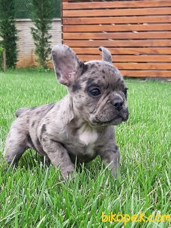 Satilik Frenc Buldog Blue Marley Yavrulari 3