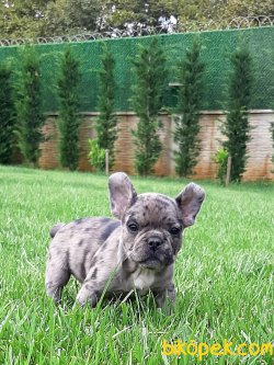 Satilik Frenc Buldog Blue Marley Yavrulari 2