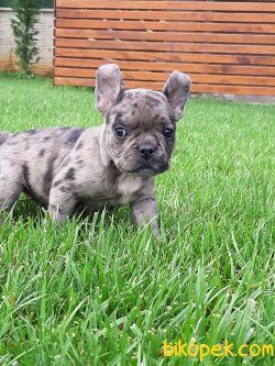 Satilik Frenc Buldog Blue Marley Yavrulari 4