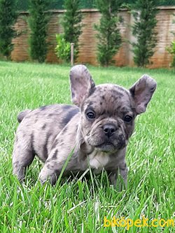 Satilik Frenc Buldog Blue Marley Yavrulari 1