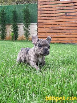 Satilik Frenc Buldog Blue Marley Yavrulari 5
