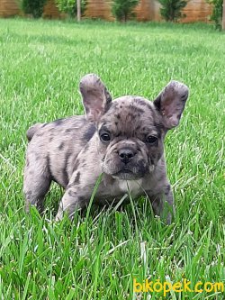 SATILIK Frenc Buldog Blue Yavruları 4