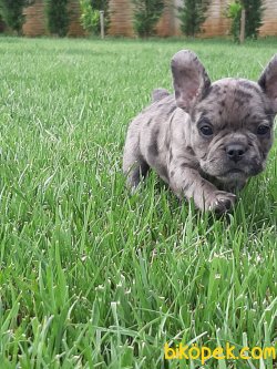 SATILIK Frenc Buldog Blue Yavruları 3