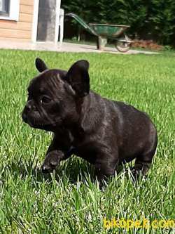 SATILIK Frenc Buldog  YAVRULARI 5