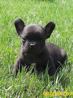 SATILIK Frenc Buldog  YAVRULARI 3