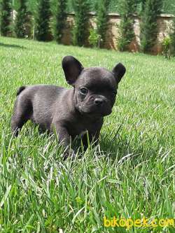 SATILIK Frenc Buldog  YAVRULARI 4