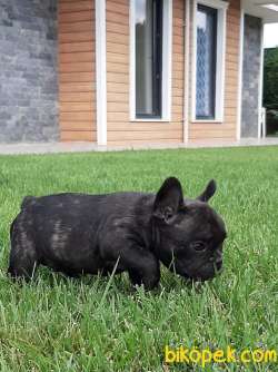 SATILIK Frenc Buldog  YAVRULARI 3