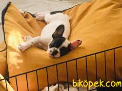 Satılık French Buldog 1