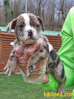 Satılık French Buldog Yavrulari 4