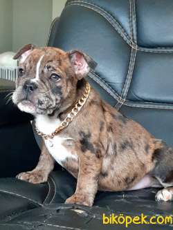 Satılık French Buldog Yavrulari 3