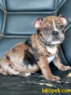 Satılık French Buldog Yavrulari 1