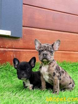Güvenilir Adresten Satılık French Bulldog Blue Merle Yavruları 4