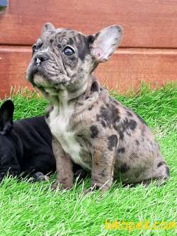 Güvenilir Adresten Satılık French Bulldog Blue Merle Yavruları 5