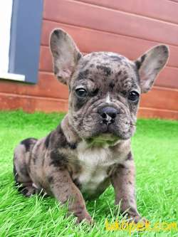Güvenilir Adresten Satılık French Bulldog Blue Merle Yavruları 3