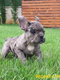 SATILIK FRENCH BULLDOG İSTANBUL 3
