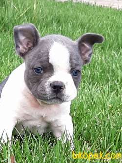 SATILIK FRENCH BULLDOG İSTANBUL 4