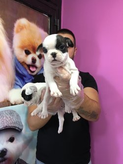 Satılık French Bulldog Yavrular 1