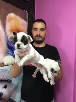 Satılık French Bulldog Yavrular 2
