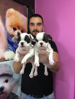 Satılık French Bulldog Yavrular 3
