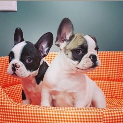FRENCH BULLDOG YAVRULARI SATILIK 2