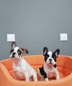 FRENCH BULLDOG YAVRULARI SATILIK 3