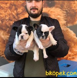 French Bulldog Yavruları 4