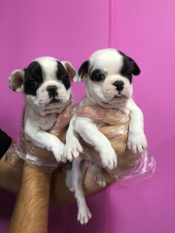 Satılık French Bulldog Yavruları 2