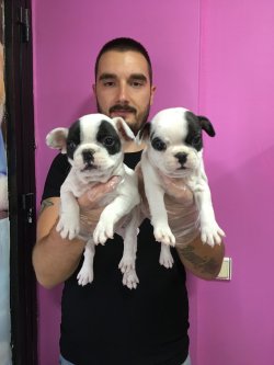 Satılık French Bulldog Yavruları 1