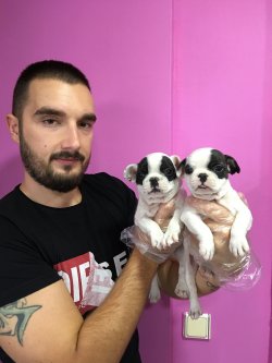 Satılık French Bulldog Yavruları 3