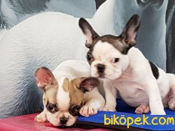 SATILIK FRENCH BULLDOG YAVRULARI 4