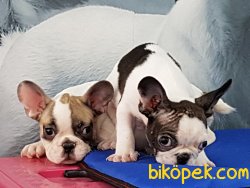 SATILIK FRENCH BULLDOG YAVRULARI 2