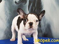 SATILIK FRENCH BULLDOG YAVRULARI 1