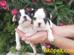 Satılık French Bulldog Yavruları 5
