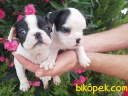 Satılık French Bulldog Yavruları 4