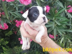 Satılık French Bulldog Yavruları 3