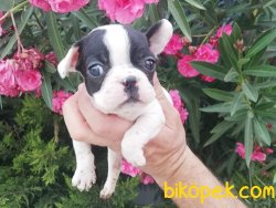 Satılık French Bulldog Yavruları 2
