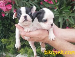 Satılık French Bulldog Yavruları 1