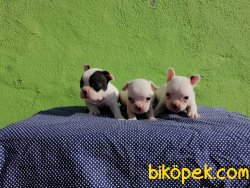 Satılık French Bulldog Yavruları 4