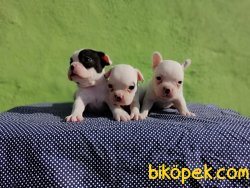 Satılık French Bulldog Yavruları 1