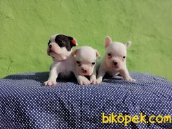 Satılık French Bulldog Yavruları 3