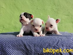 Satılık French Bulldog Yavruları 2