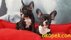 Satılık French Bulldog Yavruları 4