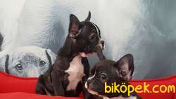 Satılık French Bulldog Yavruları 5