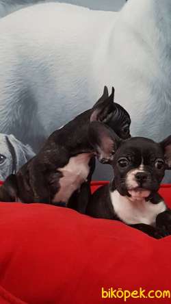 Satılık French Bulldog Yavruları 2