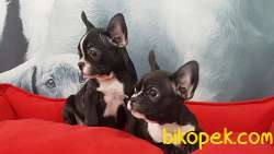Satılık French Bulldog Yavruları 3