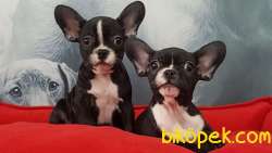 Satılık French Bulldog Yavruları 1