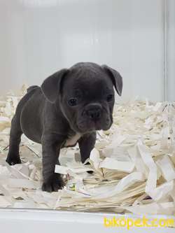 Satılık French Bulldog Yavruları 2