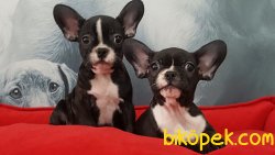 SATILIK FRENCH BULLDOG YAVRULARIMIZ 1