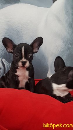 SATILIK FRENCH BULLDOG YAVRULARIMIZ 2